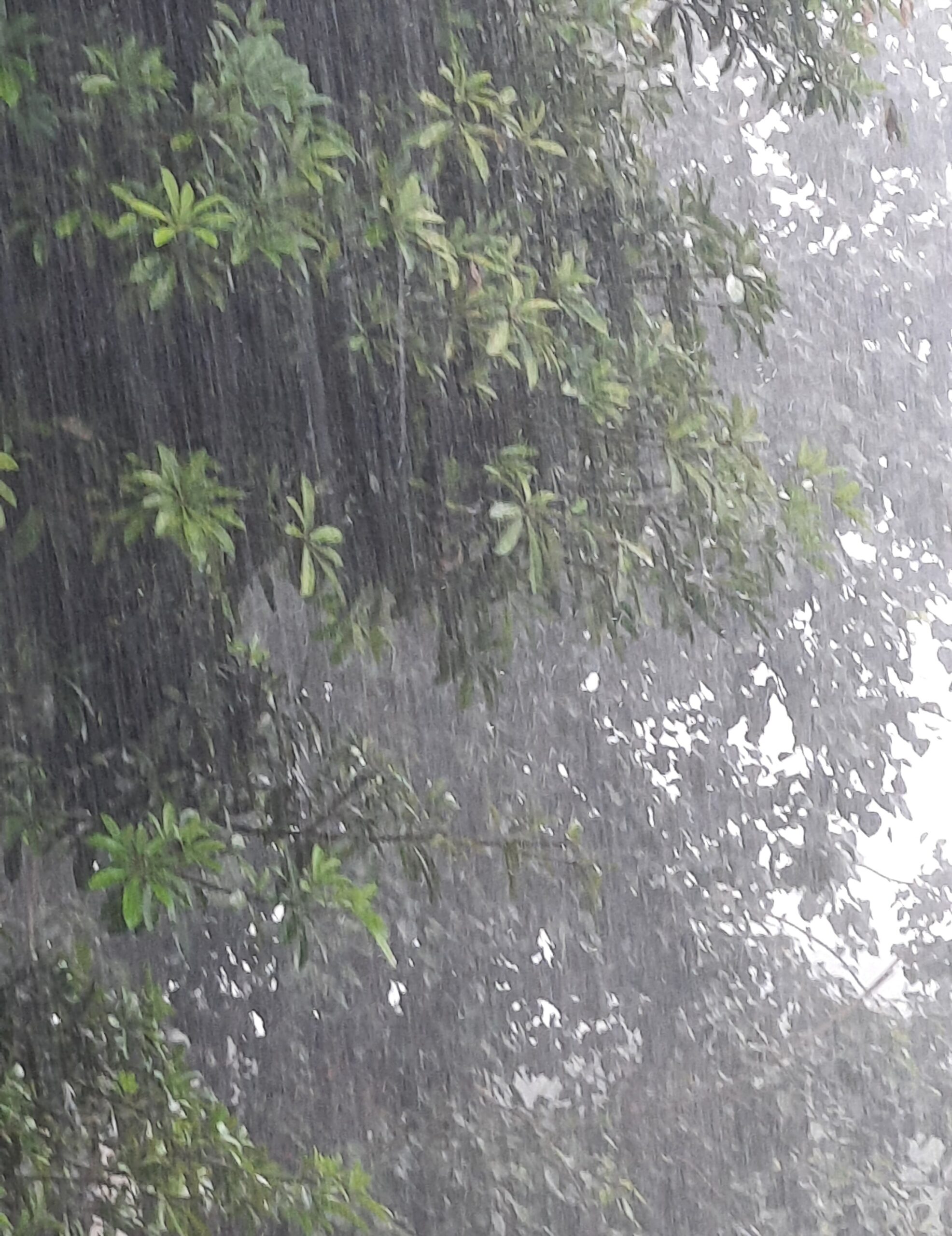 उत्तराखंड में रेड अलर्ट जारी, आठ जिलों में भारी से अत्यधिक भारी बारिश की चेतावनी