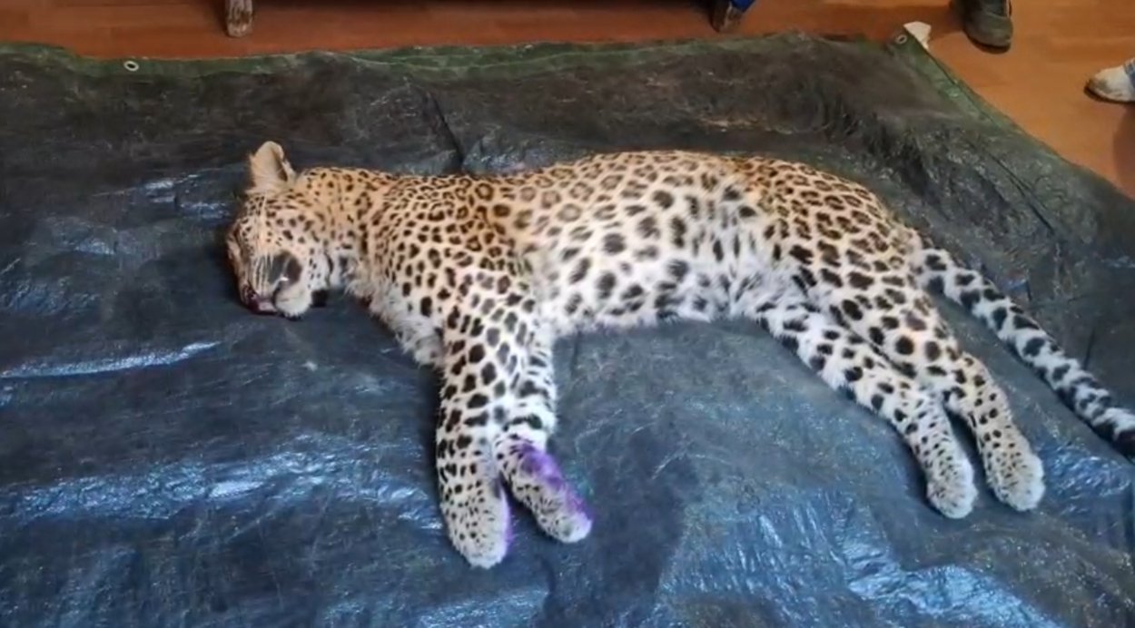 पौड़ी के गजल्ड गांव में दहशत खत्म, प्राइवेट शूटर जॉय हुकिल ने नरभक्षी गुलदार को मार गिराया, ग्रामीणों ने ली राहत की सांस