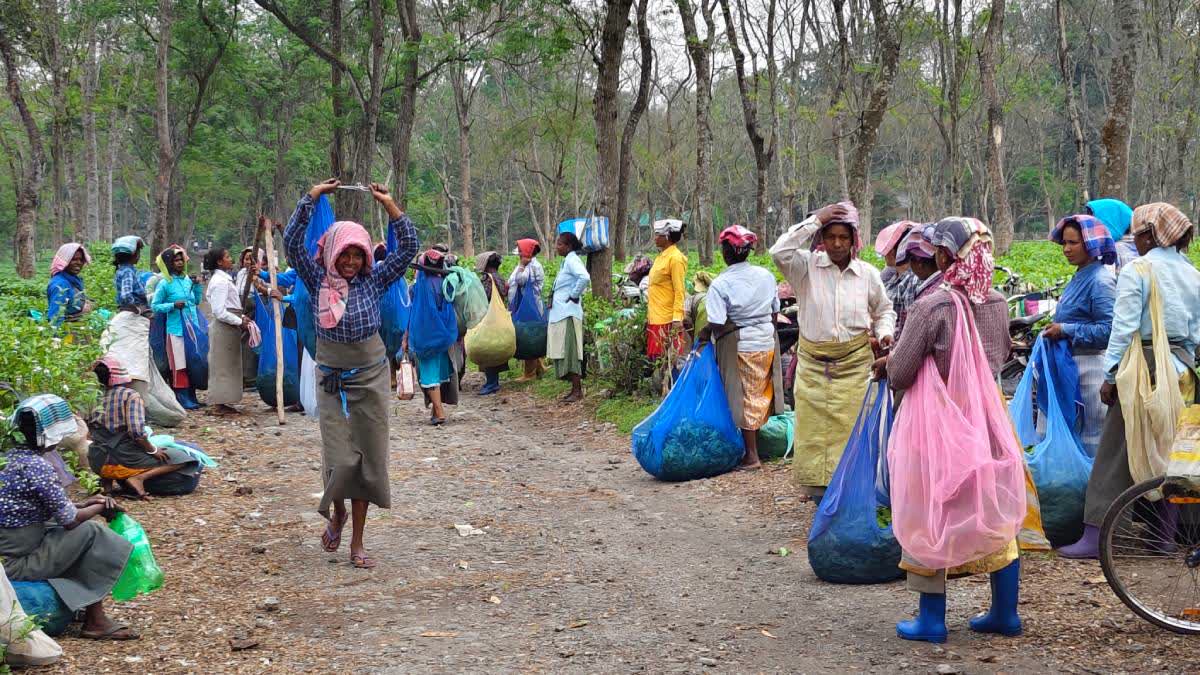 उत्तर बंगाल के बंद चाय बागानों के श्रमिकों के लिए वित्तीय सहायता की घोषणा