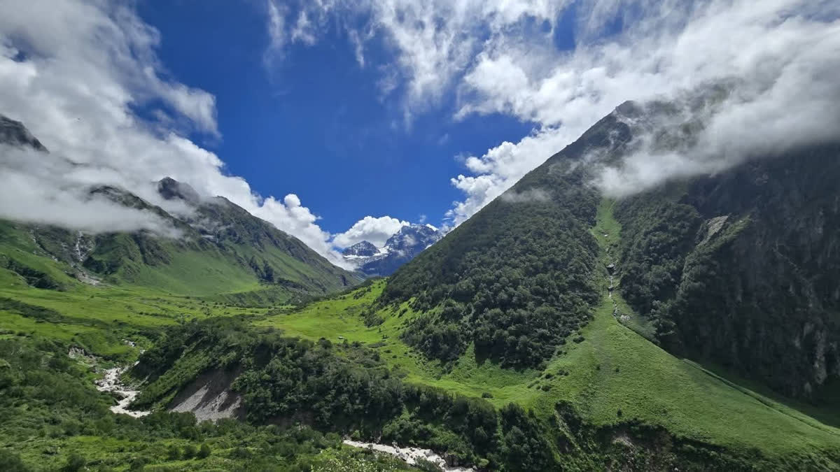 भारतीय हिमालयी क्षेत्र में मौजूद हैं 5,404 उपयोगी पौधों की प्रजातियां
