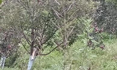 मोरी के सेब बागवान परेशान, उद्यान केंद्रों पर दवा नहीं मिलने से खुले बाजार से खरीद रहे कॉपर